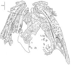 Zeichnung des Schädels nach einem Silikonausguss. Zu sehen sind Teile von Ober- und Unterkiefer sowie die Knochen des Gaumens. Bild: Museum für Naturkunde Berlin