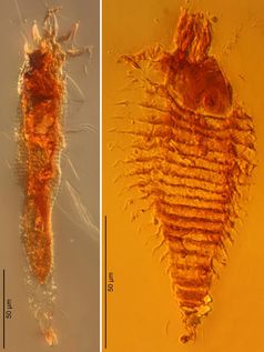 Zwei neue Arten von Gallmilben in 230 Millionen Jahre alten Bernsteintropfen aus Italien in 1000-facher Vergrößerung aufgenommen: Triasacarus fedelei (links) und Ampezzoa triassica
Quelle: Foto: Universität Göttingen (idw)