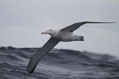 Wanderalbatrosse haben sich bestens an die rauen Windbedingungen in den antarktischen Gewässern angepasst.
Quelle: Foto: Paul Tixier/CNRS (idw)