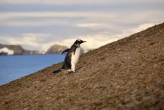 Eselspinguine (Pygoscelis papua)  auf Ardley Island, Antarktis
Quelle: Foto: Stephen Roberts (idw)