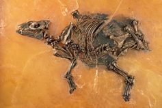 Das berühmte Urpferdchen aus Messel
Quelle: © Senckenberg (idw)