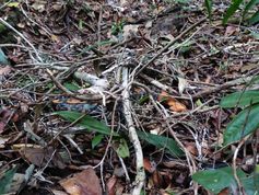 Die Forscher versteckten ein Schlangenmodell (orange) im Wald und filmten die Reaktionen der Affen, die es sichteten.