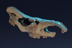 Schädel des mit 460.000 Jahren ältesten Fellnashorns Europas aus einem fossilen Gletscherwasser-Delt
Quelle: Sammlungen Senckenberg Weimar,  Foto T. Korn (idw)