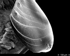 Rasterelektronenmikroskopische Aufnahme eines Körpersegments der neu entdeckten Art. Das Außenskelett ist sehr dünnwandig und nur an einigen Stellen durch Knoten verdickt. Die Bilder sind Schwarz-weiß, da sie durch einen Elektronenstrahl und nicht durch einen Lichtstrahl entstehen.
Quelle: Foto: Dr, T. Wesener, ZFMK, Bonn (idw)