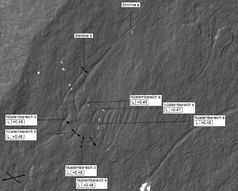 Ausschnitt eines Detailscans der Pferdekopfs von Platte 59. Angegeben sind die Linienbreiten der Gravierungen an ausgewählten Messpunkten des 3D-Scans
Quelle: Foto: Alexandra Güth, MONREPOS im Journal of Archaeological Science 39, Seite 3111 (idw)