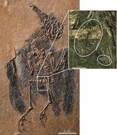 Der fossile Vogel mit seinem aufschlussreichen Mageninhalt (Ausschnitt)
Quelle: Senckenberg (idw)