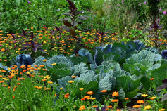 Wer möchte nicht einen Garten Eden? Die uralte Geschichte vom Garten Eden mit seinem unbändigen Wachstum und seiner Schönheit ist das Urbild einer von Grund auf harmonischen Natur – und die tiefe Sehnsucht des Menschen nach der Harmonie mit der Natur