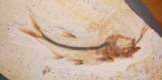 Kleiner Raubfisch, der an einem Beutefisch erstickt ist.
Quelle: Foto: Jura-Museum Eichstätt/Martin Ebert (idw)