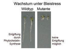 Untersuchungen mit der neuen bleihaltigen Nährflüssigkeit: Bei einigen Mutanten der Schotenkresse is
Quelle: Grafik: Lehrstuhl für Pflanzenphysiologie der Universität Bayreuth; mit Quellenhinweis zur Veröffentlichung frei. (idw)