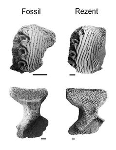 Skelettteile von Schlangensternen (oben) und Seesternen (unten), jeweils fossil und modern im Vergleich. Sie ermöglichen Rückschlüsse auf den Ursprung der heutigen Tiefsee-Organismen.
Quelle: Foto: Universität Göttingen (idw)