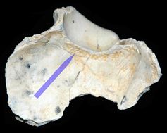 Mit dem bloßen Auge gut zu erkennen: Einkerbungen und Riefen an der Innenseite des Schädels des Homo erectus.
Quelle: Foto: Kappelmann (idw)