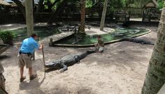 Jim Darlington (links) und Stephan Reber messen die Körperlänge eines männlichen Mississippi-Alligators. Dieses Tier ist 363 cm lang. Quelle: Copyright:Judith Janisch (idw)
