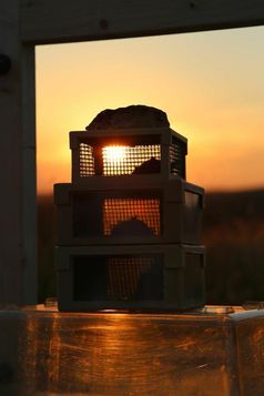 Fledermäuse beobachten den Sonnenuntergang im Versuchsaufbau.
Quelle: MPI f. Ornithologie/ Greif (idw)