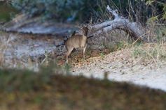 Der Maxwell-Ducker (Philantomba maxwellii), eine kleine Antilope, die in Westafrika lebt.
Quelle: (Foto: Paul Cools / Naturalist.org) (idw)