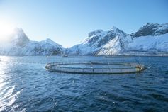 Norwegische Lachs-Aquakultur  Bild: Seafood from Norway Fotograf: Seafood from Norway