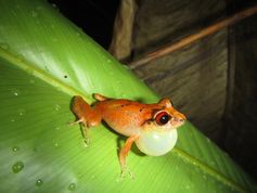 Der kleine Frosch Pristimantis bacchus ist bedroht und lebt nur in den ungenutzten Nebelwäldern.
Quelle: Foto: Senckenberg/Brüning (idw)