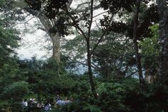 Artenreicher Schattenkaffee aus Nicaragua.
Quelle: Foto: Robert Rice (idw)