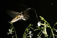 Ein Tabakschwärmer besucht Blüten des Kojotentabaks Nicotiana attenuata. Die nachtaktiven Motten werden vom Duft der Blüten angelockt, besuchen allerdings auch nicht-duftende Blüten. Quelle: Danny Kessler / Max-Planck-Institut für chemische Ökologie (idw)