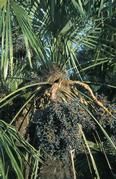 Fruchtstand von Trachycarpus fortunei (Foto: G.-R. Walther)