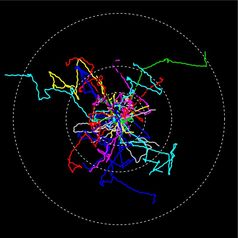 Unter dem Mikroskop aufgezeichnete Fortbewegungspfade von Einzellern. Mit fortschreitender Dauer des Experiments wurden die Bewegungen schneller und die zurückgelegten Distanzen grösser. Quelle: Eawag (idw)