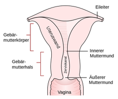 Schematische Darstellung der Gebärmutter (Uterus)