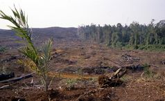 Ölplantagen wie im Bundesstaat Sabah (Malaysia) auf Borneo wirken sich unmittelbar auf das ökologische Gefüge und die ökologische Qualität im Umfeld aus
Quelle: Foto: C. Brühl/Uni Landau (idw)