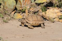 Nicht gerade ein Sprinter – die Argentinische Landschildkröte Chelonoidis chilensis
Quelle: © Peter Praschag (idw)
