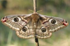 Weibchen vom Kleinen Nachtpfauenauge. Bild: M. Katholnig