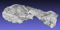 3D-Modell des fossilen Schädels von Micromeryx? eiselei.
Quelle: Urhebervermerk: www.morphomuseum.com (idw)