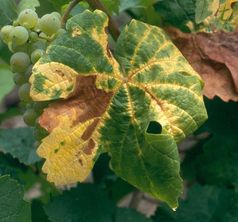 Typische Symptome Schwarzholzkrankheit: verfärbte Blätter, schrumpfende Beeren. Foto: BBA/Bernkastel-Kues