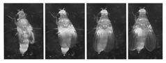Eine frisch geschlüpfte Taufliege entfaltet ihre Flügel. Bei den Insekten bestimmt eine Innere Uhr den Zeitpunkt des Schlüpfens.
Quelle: Bilder: Michael Janta / Christian Wegener (idw)