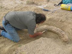 Geologe Philipe Havlik legt den Stoßzahn eines ca. sieben Millionen Jahre alten Elefanten frei.
Quelle: Foto: Prof. Madelaine Böhme (idw)