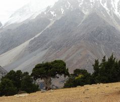 Mehrere hundert Jahre alter Wacholderbaum im Tien Shan in Kyrgyzstan.
Quelle: Foto: Andrea Seim (University of Gothenburg, Sweden) (idw)