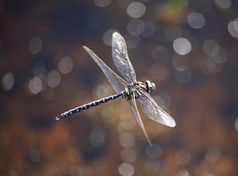 Insekten wie die Torf-Mosaikjungfer Aeshna juncea absorbieren Energie aus ihrer Umgebung, um aktiv zu werden. Quelle: (Foto: Randolf Manderbach) (idw)