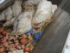 Gravierende Missstände bei führenden Bio- und Freiland-Ei-Produzenten. Bild: PETA