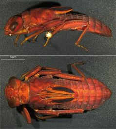 Larve der Nepalesischen Epiophlebia (E. laidlawi).
Quelle: Foto: Universität Göttingen (idw)