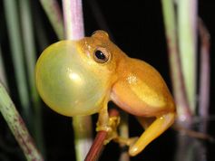 Der kleine Laubfrosch ist stimmgewaltig – auch die unterschiedlichen Rufe deuten auf verschiedene Ar
Quelle: © Martin Jansen/Senckenberg (idw)