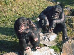 Schimpansen sind am Gemeinschaftswohl interessiert.
Quelle: Bild: Claudia Rudolf von Rohr (idw)