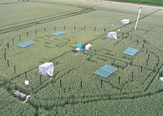 Luftaufnahme eines FACE-Versuchsrings in einem Weizenfeld des von Thünen-Instituts in Braunschweig. Durch die Düsen in den schwarzen senkrechten Röhren wird CO2 in die Kreisfläche geblasen. Bild: vTI/BD