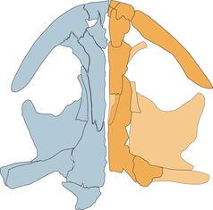 Schädelzeichnung des lebenden chinesischen Salamanders (blau) und Schä-delrekonstruktion des fossilen mongolischen Salamanders (gelb).
Quelle: Alle Abbildungen: Vasilyan (idw)