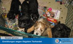 Welpen gerettet Bild: Polizei