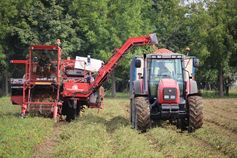 Tomatenernte für die Verarbeitungsindustrie in Norditalien 2014
Quelle: (Foto: Walter Dirksmeyer, Thünen-Institut) (idw)