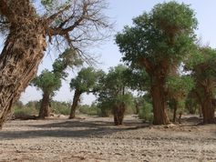 Durch die Schädigung der Wasserressourcen ist auch die seltene Euphrat-Pappel gefährdet.
Quelle: (Bild: TUM) (idw)