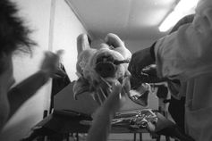 Anschließend führt das Personal Operationen an den traumatisch verletzten Tieren durch. Bild: Jørn Stjerneklar.