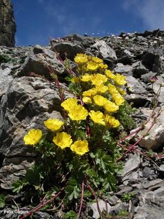 Die kriechende Berg-Nelkenwurz (Geum reptans) bevorzugt saure Standorte. Sie ist eine der 27 Arten von Alpenpflanzen, die untersucht wurden, um die genetische Vielfalt im Alpenraum zu erforschen
Quelle: Foto: Felix Gugerli (WSL) (idw)