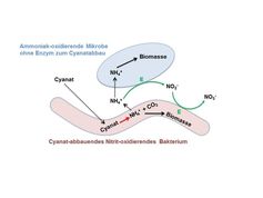 Schematische Darstellung des Cyanatabbaus durch sich gegenseitig fütternde Ammoniak- und Nitrit-Oxid
Quelle: Copyright: Michael Wagner (idw)