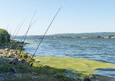 Flüsse, wie hier die Donau, sind faszinierende Ökosysteme. Dem Menschen stellen sie wichtige Funktio
Quelle: Foto: André Künzelmann, UFZ (idw)