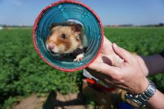 Hamster-Auswilderung in Heidelberg Bild: Verband der Zoologischen Gärten (VdZ) Fotograf: Verband der Zoologischen Gärten (VdZ)