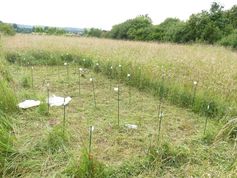 Untersuchungsfläche bei Bayreuth: Die Wiese weist eine hohe Artenvielfalt auf, während die Produktion von Biomasse ein mittleres Niveau erreicht. Ein Teil der Fläche ist bereits abgeerntet. Quelle: Foto: Reinhold Stahlmann, Universität Bayreuth; zur Veröffentlichung frei. (idw)