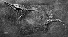 Ichthyosaurier (Stenopterygius) mit etwa 10 Embryos aus der berühmten Fossil-Lagerstätte Holzmaden. Die meisten der stark zerfallen Embryo-Skelette wurden durch am Meeresgrund herrschende Strömungen aus dem Körper des Muttertieres transportiert.
Quelle: © Staatlichens Museum für Naturkunde Stuttgart (idw)